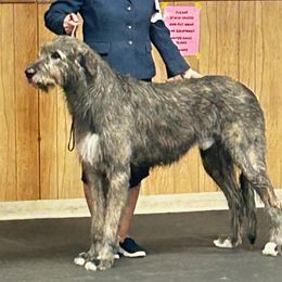 Ozzy - Irish Wolfhound