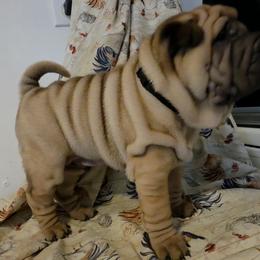 Boy 6 - male Chinese Shar-Pei puppy in Oil City, Pennsylvania from Hannaggin Shar Pei