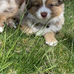 Toy Australian Shepherd Puppies from Loyal Litters Toy Australian Shepherds