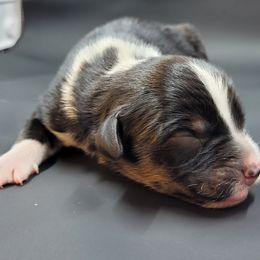Australian Shepherd Puppies from Happy Aussie Kennels