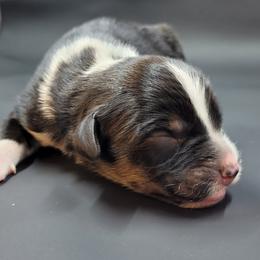 Australian Shepherd Puppies from Happy Aussie Kennels