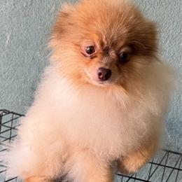 Jake - Pomeranian