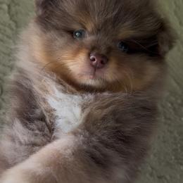 Mr.Toffee - Chocolate merle male Pomeranian puppy in Visalia, California from Exotic_fresita_poms