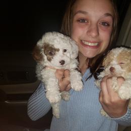 Havanese, Miniature Schnauzer, Poodle, Schnoodle, and Shihpoo Puppies from Mashburns Little Munchkins