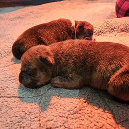 Male 1 - Red brindle male American Staffordshire Terrier puppy in Springfield, Illinois from Prairieland Kennels