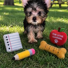 Tiny Cash-Blue Collar - Black and tan male Yorkshire Terrier puppy in Flowood, Mississippi from Prissy PawPals
