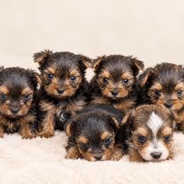 Yorkshire Terrier puppies from Maltese Dollhouse