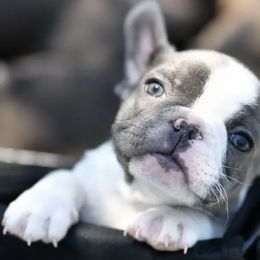 French Bulldogs from I Love the French Bulldog