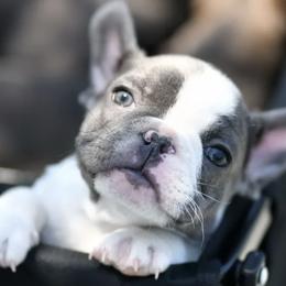 French Bulldogs from I Love the French Bulldog