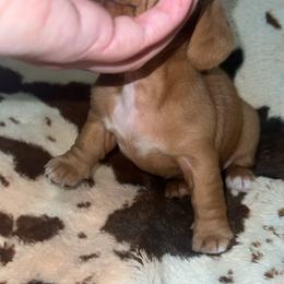 Everest - Red female Dachshund puppy in Madisonville, Tennessee from L&A Dachshunds