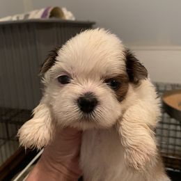 Shih Tzu Puppies from Dorothy Agrippino's Shih Tzus