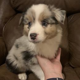 Australian Shepherd Puppies from Siercks Ranch Aussies