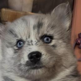 Silver - Merle female Pomsky puppy in Spring Hill, Florida from PDQ Pomskies