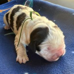 Gandalf - White and brown male Saint Bernard puppy in Ramona, California from Buendias Ranch Saint Bernards & Bernese Mountain Dogs