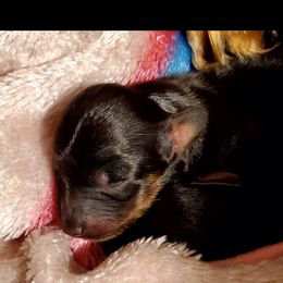 Dachshund Puppies from Melanie's Dachshunds