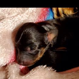 Dachshund Puppies from Melanie's Dachshunds