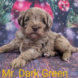 Mr Dark Green - Merle male Labradoodle puppy in Lebanon, Pennsylvania from Robertson's Retrievers and Doodles