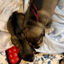 Danny - Salt and pepper male Miniature Schnauzer puppy in Comanche, Texas from Circle R