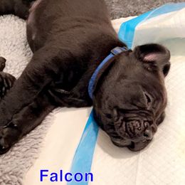 Cane Corso Puppies from Rock Creek Cane Corso