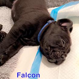 Cane Corso Puppies from Rock Creek Cane Corso