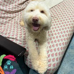 Sadie - Labradoodle
