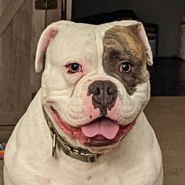 Arlo - Olde English Bulldogge
