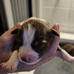Girl 6 - female Australian Shepherd puppy in Bloomfield, New York from Wayward Trails Kennel