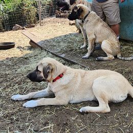 Red Collar Girl - Fawn Anatolian Shepherd Dog puppy in Willamina, Oregon from Maple Creek Farm