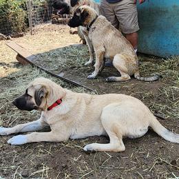 Red Collar Girl - Fawn Anatolian Shepherd Dog puppy in Willamina, Oregon from Maple Creek Farm
