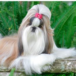 Selena - Shih Tzu