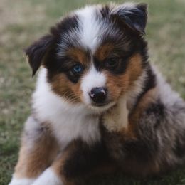 Oliver - Blue merle male Toy Australian Shepherd puppy in Fresno, California from Alpine Tails