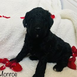 Goldendoodle Puppies from Cruella’s Doodles