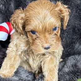 Pappi - CM0552 - Red male Australian Labradoodle puppy in Easley, South Carolina from Royal Diamond Labradoodles