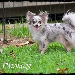 Cloudy - Chihuahua