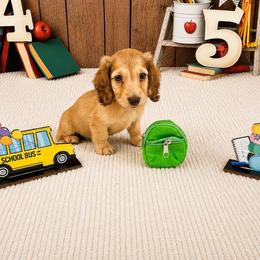 Chocolate shaded cream boy - Cream male Dachshund puppy in Ely, Iowa from Cedar River Mini Dachshunds