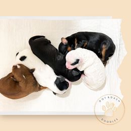 Cavapoo and Goldendoodle Puppies from Dot & Dash Doodles