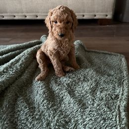 Orange - Poodle puppy from Plateau Family Poodles