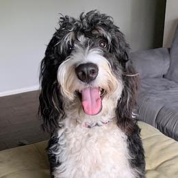 Bernedoodle and Goldendoodle Puppies from Gracie's Goldendoodles and Bernedoodles