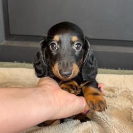 Bella - Black and tan female Dachshund puppy in Mountain Grove, Missouri from Happy Hounds