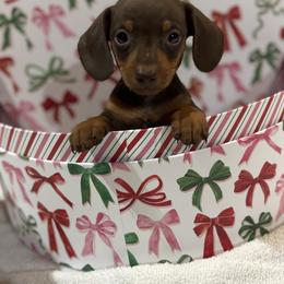 Dachshund Puppies from BEAW Doxies