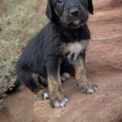 Aussiedoodle and Leopardoodle Puppies from A Puppy Crush