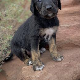 Aussiedoodle and Leopardoodle Puppies from A Puppy Crush