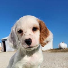 Winter - English Setter