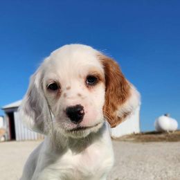 Winter - English Setter