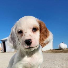 Winter - English Setter