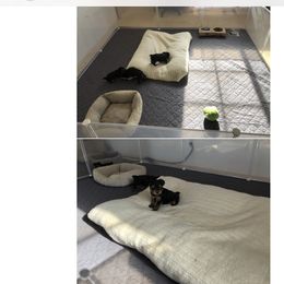 Yorkshire Terrier Puppies from Happy Little Yorkies