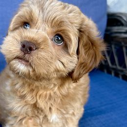 Marino - Golden Cockapoo puppy in Roseville, California from Darby Park Doodles