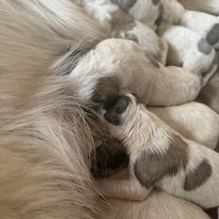 Girl 3 - Badger female Colorado Mountain Dog puppy in Cotopaxi, Colorado from Once Upon A Moose (OUM)