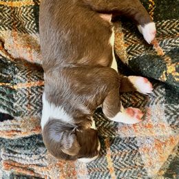 Border Collie Puppies from Border Agility