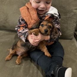 Dachshund Puppies from Foster’s Dachshunds